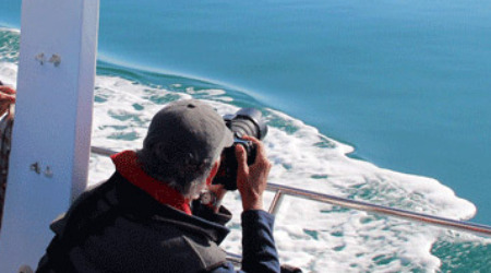 Whale Watching & Marine Safari Gansbaai